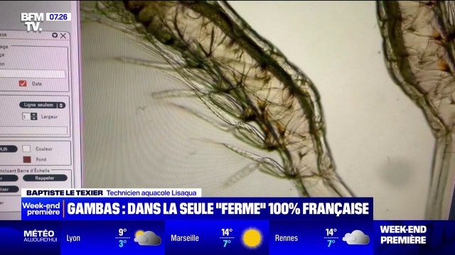 Une femelle donne environ 400.000 œufs : au cœur de la seule ferme française d'élevage de crevettes