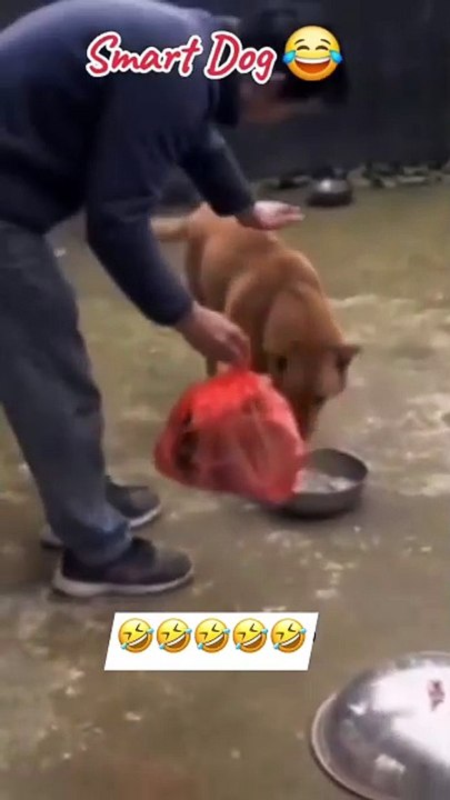 Video de humor, risas y diversión