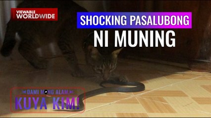 Viral na pusa, inuwian ng ahas ang amo?! | Dami Mong Alam, Kuya Kim!