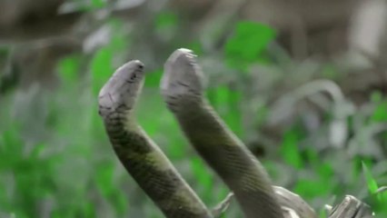 সাপের লড়াই | Snake Fight #snakefight #snake #snakewar #animalfight #animallover #wildlife