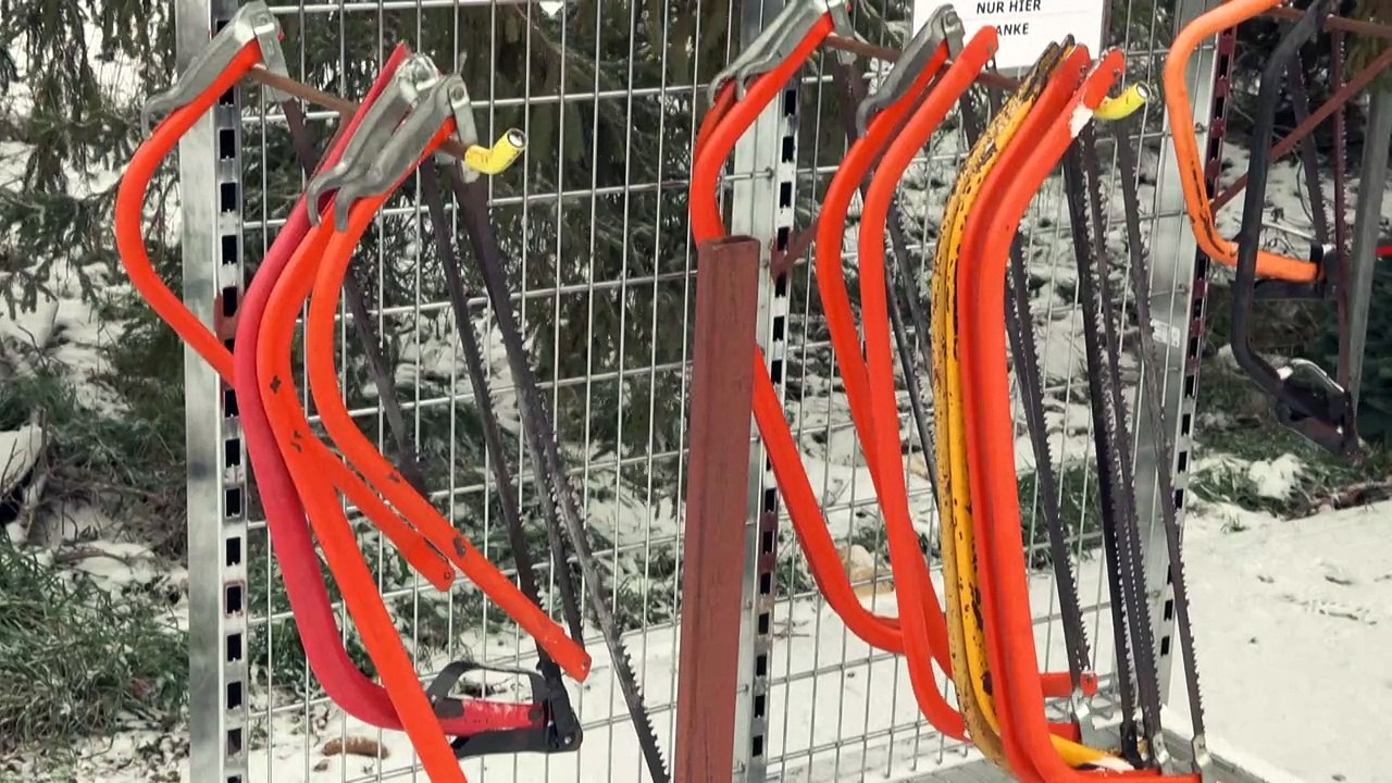 Weihnachtsbaum: Tipps zu Kauf und Pflege