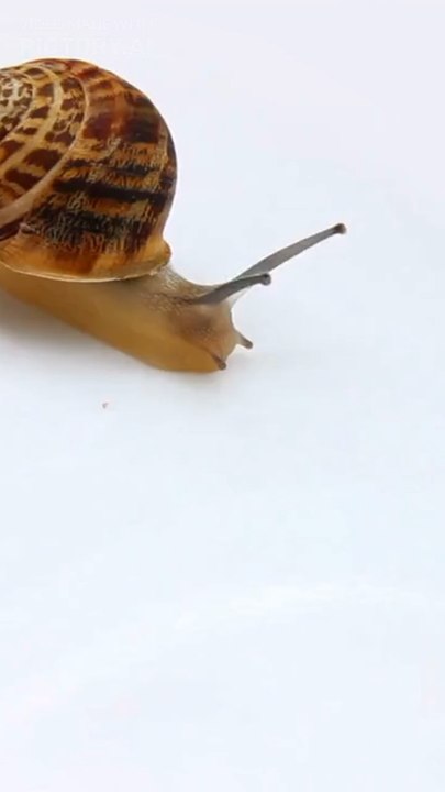 Un escargot qui fait du surf ?