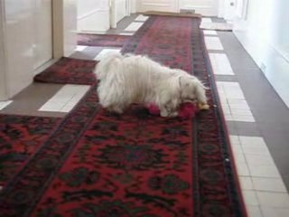 Cookie 10 mois et son nouveau joujou