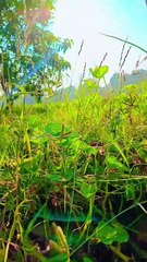 Explore the Hidden Gem of Pakistan! Stunning Village Surrounded by Nature