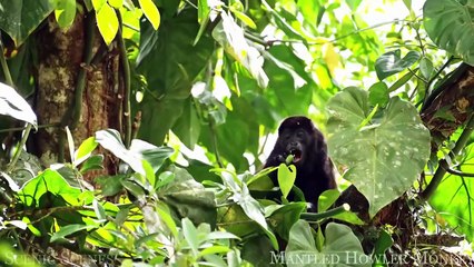 Amazon Wildlife 4K - Part 2 ｜ Animals That Call The Jungle Home ｜ Amazon Rainforest ｜Relaxation Film
