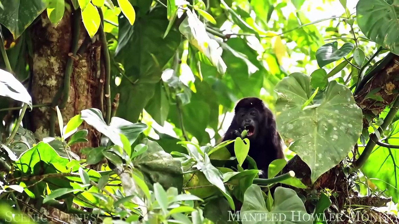 Amazon Wildlife 4K - Part 2 ｜ Animals That Call The Jungle Home ｜ Amazon Rainforest ｜Relaxation Film