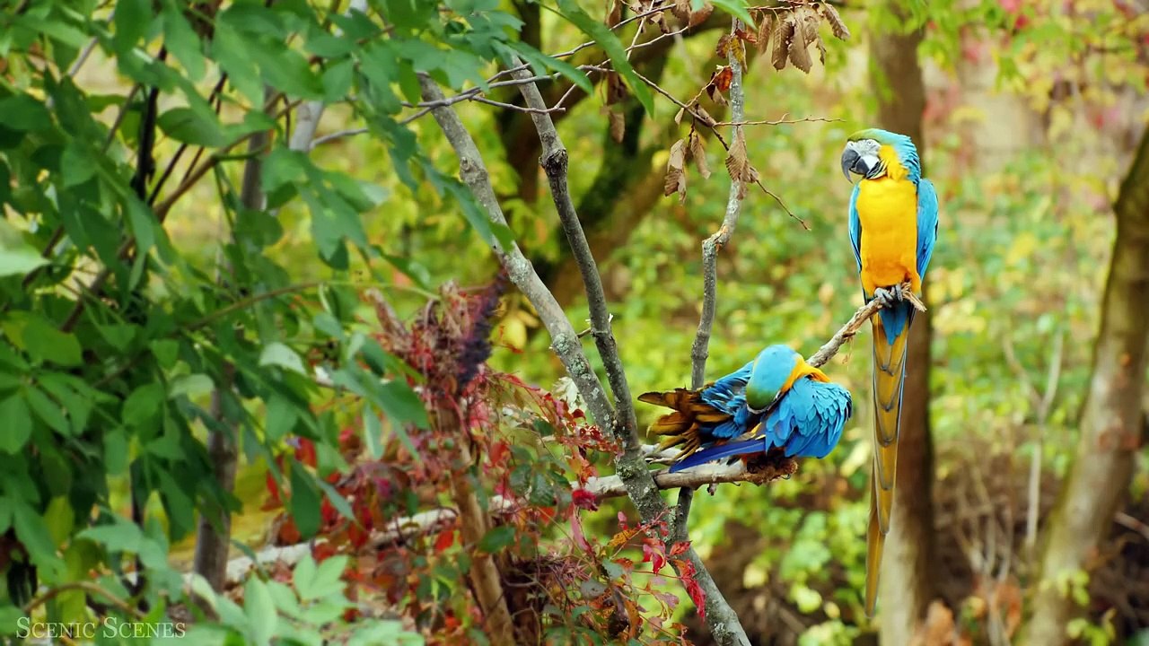 Amazon Wildlife In 4K - Animals That Call The Jungle Home ｜ Amazon Rainforest ｜ Relaxation Film
