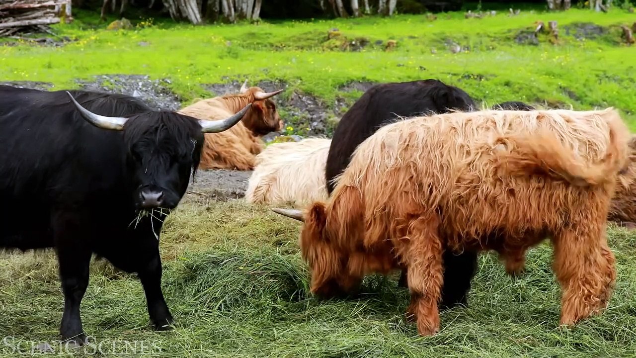 Animal Families 4k - Adorable Scenes Of Wild Animal Families ｜ Scenic Relaxation Film