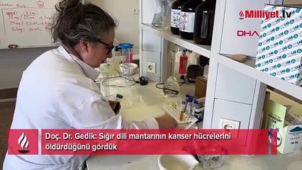Mucize mantar Türkiye'de yetişiyor! Kanser hücrelerini öldürdüğü ortaya çıktı