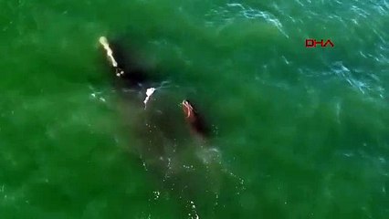 Dünyada sayıları azalan Kuzey Atlantik buzul balinası kamerada