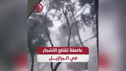 عاصفة تقتلع الأشجار في البرازيل