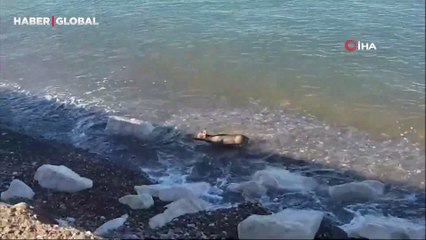 Denizde görülünce, Kastamonu'daki ekipleri harekete geçirdi! O anlar kamerada