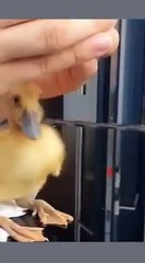 Cute  Duckling♥️A Funny Baby Duck Videos compilation_2021_23_shorts _viral _duck_pets_adorable(360P)