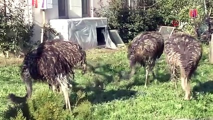 İşletmeden kaçan deve kuşları ortalığı birbirine kattı: O anlar kamerada