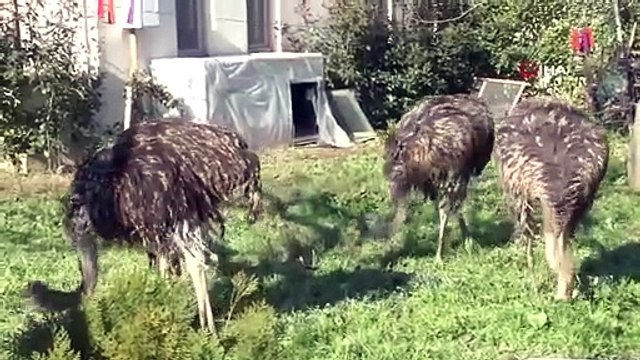 İşletmeden kaçan deve kuşları ortalığı birbirine kattı: O anlar kamerada