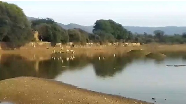 प्रवासी पक्षियों से आबाद होने लगा सरिस्का अभ्यारण क्षेत्र पर्यटकों में खुशी