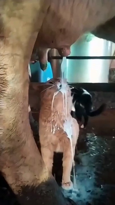 straight from the source