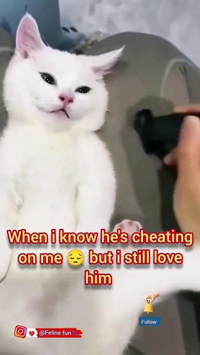 Funny cat videos 😂