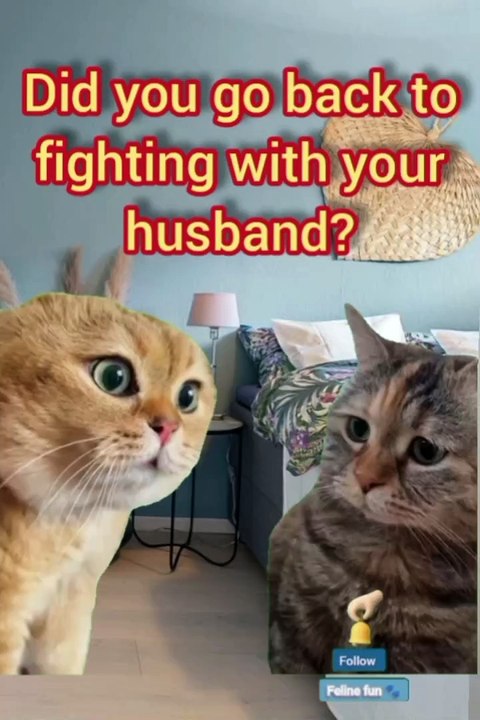 Funny cat videos 😂
