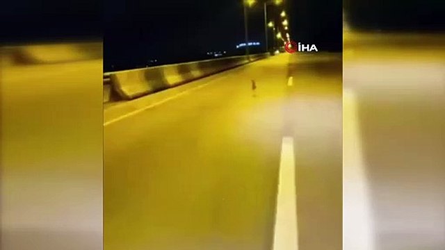 Herkes bu görüntüyü konuşuyor! Otoyolda tavşanla yarıştı