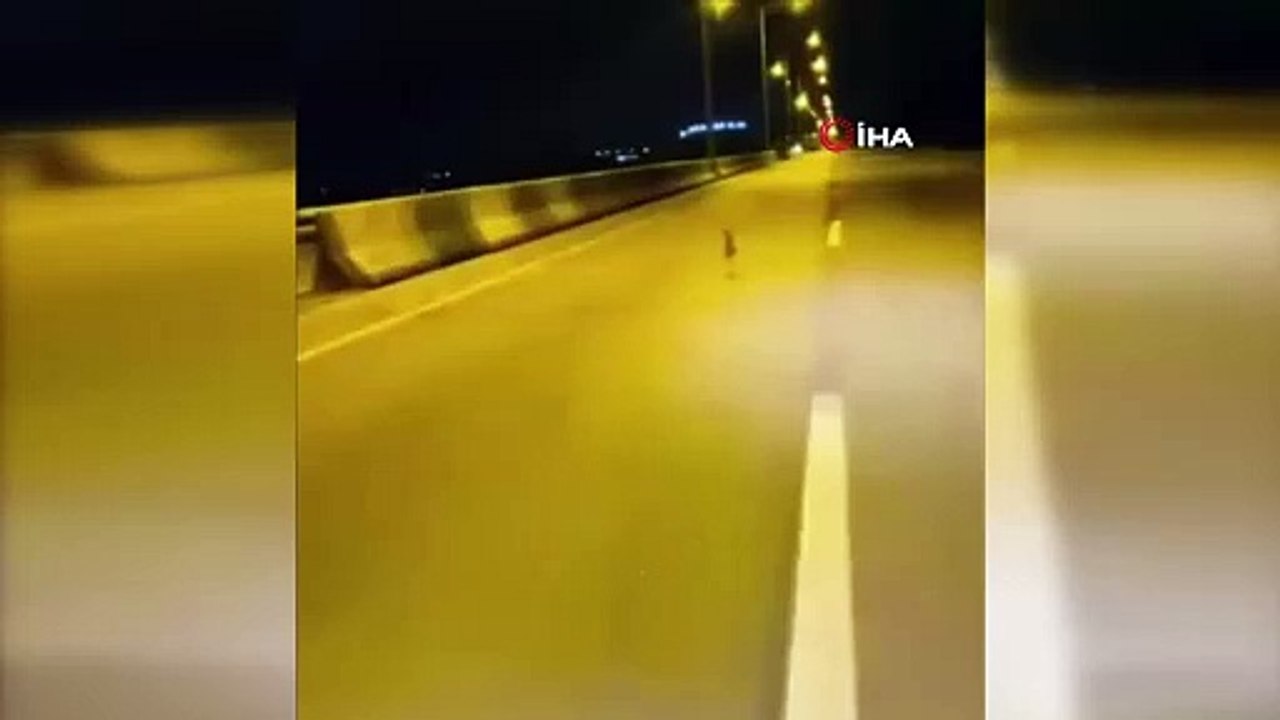 Herkes bu görüntüyü konuşuyor! Otoyolda tavşanla yarıştı