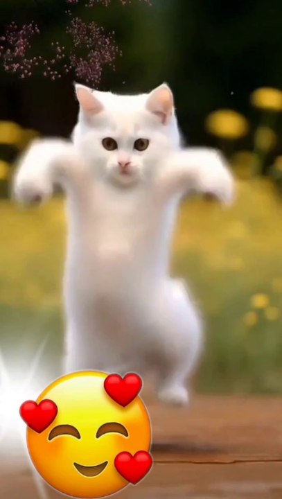 Cute baby cat Dance video