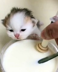 🐾 Prepare for a pawsome adventure in the world of adorable cats! In this m