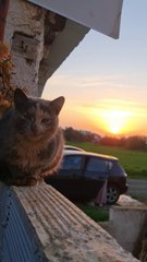cute cat with sunrise 🌅