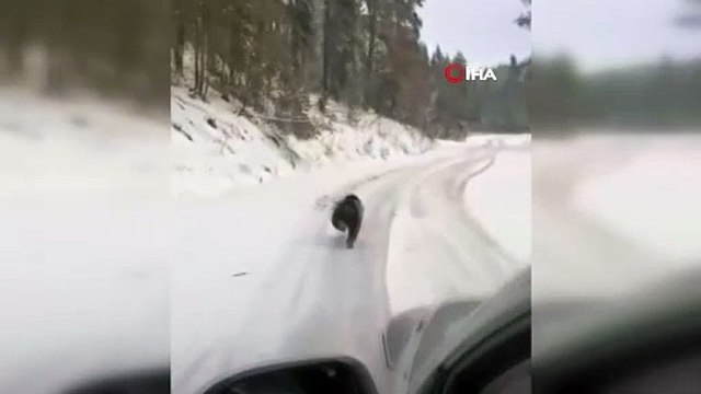 Kış uykusuna yatamayan ayılar kamerada