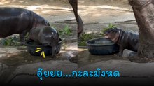 หมูเด้ง อุ๊ยยย...แช่น้ำไม่ได้แล้วกะละมังหด