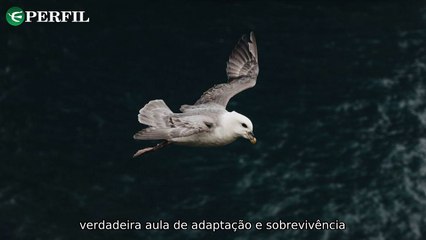 "Segredos da migração submarina dos pássaros, estreia de ‘Lilo & Stitch’ live-action e alerta sobre capturas de tela no WhatsApp"