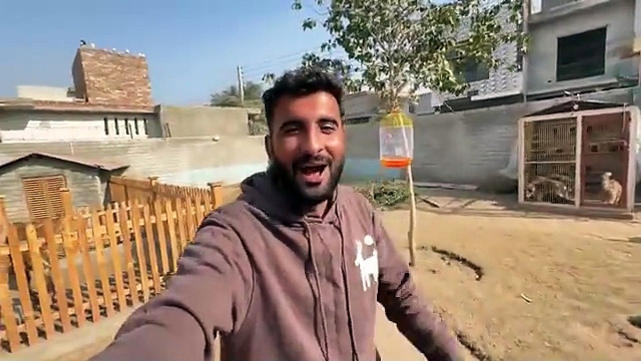 shehar mein dehat ep 113 2024 animal mini zoo Charpai Pr Lion Ko Utha k Gli Main Le Gaiy