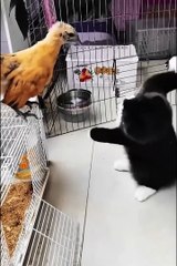 Funniest cats and pets  #cutespets #shorts #funnyanimals #funnycats