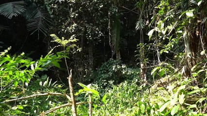 EP.350 - Cuidados com os animais, Colheita de brotos de bambu, Culinária, Sobrevivência no rio
