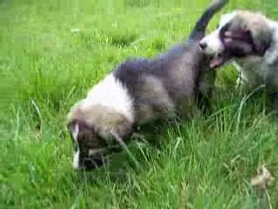 27.04.08 003video (1)