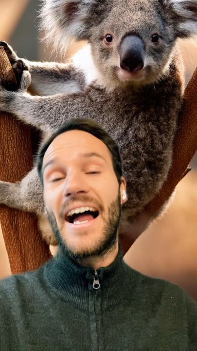 Koala vs humain - Vidéo Dailymotion