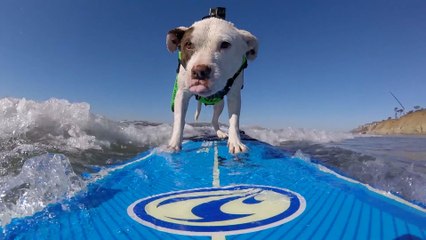 Sehen Sie, wie dieser Welpe das Surfen lernt