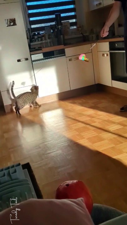 My cat misunderstood the task