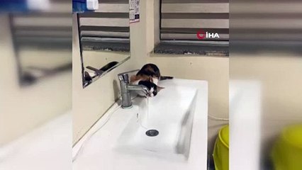 Küçük kedi kana kana su içti!