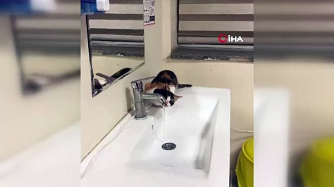 Küçük kedi kana kana su içti!