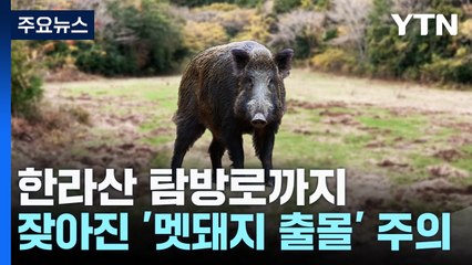 한라산 탐방로까지...잦아진 '멧돼지 출몰' 주의 / YTN