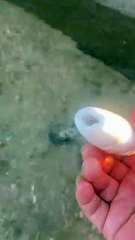 #NewFarmerPlan2024 #ThreeAgriculture #Going to the Sea