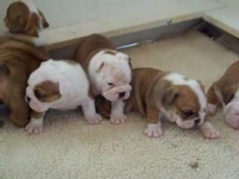 Bullie Pups R Us litter at 4 weeks old.