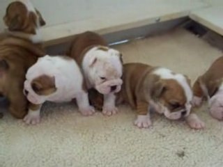Bullie Pups R Us litter at 4 weeks old.