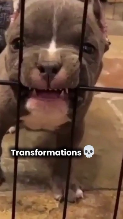 Power of transformation in dogs