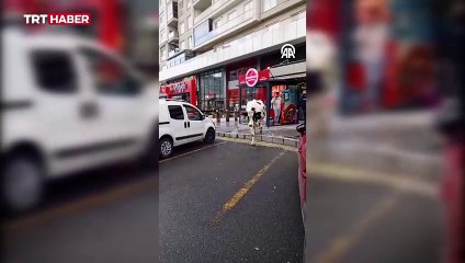 Başıboş inek trafiği birbirine kattı