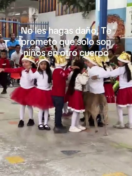 Perrito forma parte de baile escolar navideño