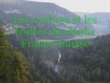 Les ombres et les truites du Doubs Franco-Suisse