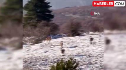 Bolu'da Kar Yağışı Sonrası Yiyecek Arayan Karaca Sürüsü Görüntülendi