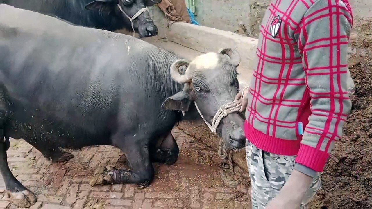 Animals
